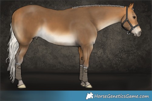 Horse Color:Silver Buckskin Rabicano 