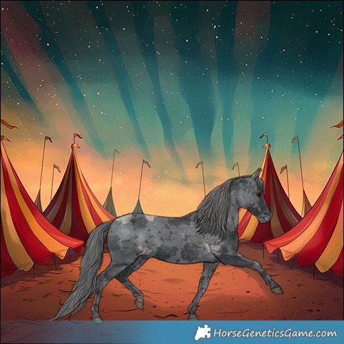 Horse Color:Black Merle Appaloosa 