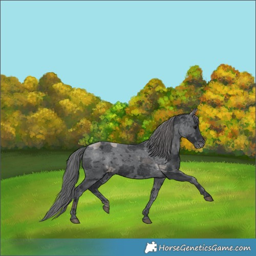 Horse Color:Black Merle Appaloosa 