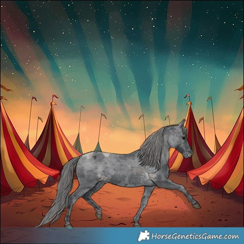 Horse Color:Black Merle Appaloosa 