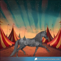 Horse Color:Black Merle Appaloosa 