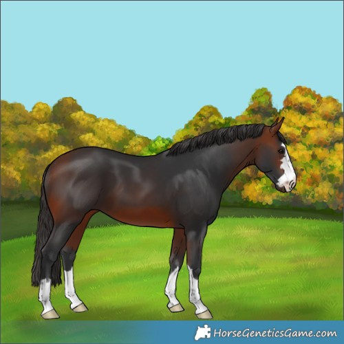 Horse Color:Bay 