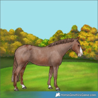 Horse Color:Chestnut Splash Varnish 
