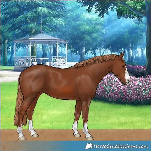 Horse Color:Chestnut 
