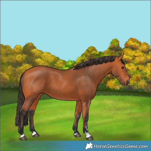 Horse Color:Bay 