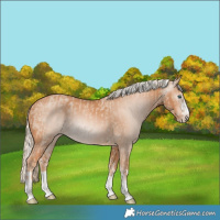 Horse Color:Cremello  and Gray Cremello 