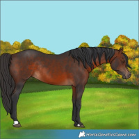 Horse Color:Brown Rabicano