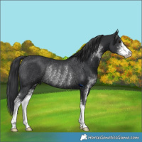 Horse Color:Black Sabino Rabicano 