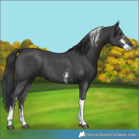 Horse Color:Black Sabino Tobiano Rabicano