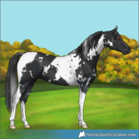 Horse Color:White Spotted Black Tobiano 