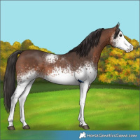 Horse Color:White Spotted Brown Sabino Rabicano 