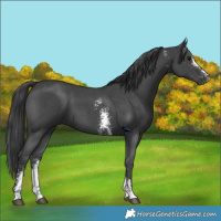 Horse Color:Black Sabino 