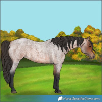 Horse Color:Bay Roan