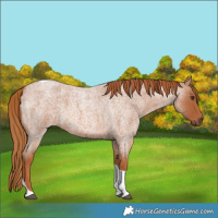 Horse Color:Red Roan Tobiano