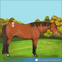Horse Color:Bay Varnish 
