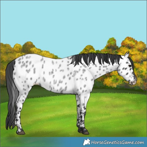 Horse Color:Blue Roan Appaloosa 