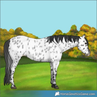 Horse Color:Blue Roan Appaloosa
