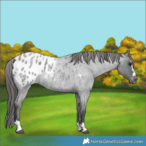 Horse Color:Blue Roan Appaloosa 