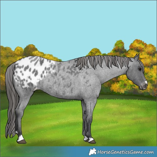 Horse Color:Blue Roan Appaloosa 