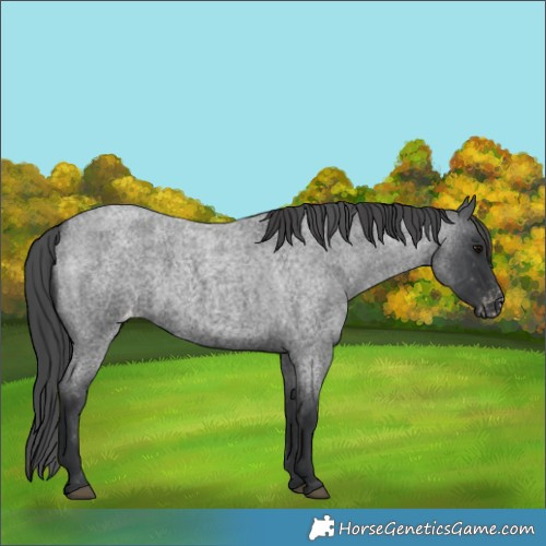 Horse Color:Blue Roan Appaloosa