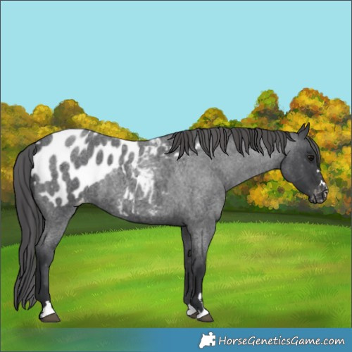 Horse Color:Blue Roan Appaloosa