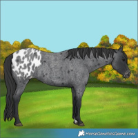 Horse Color:Blue Roan Appaloosa