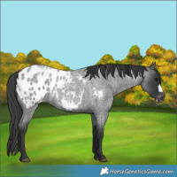 Horse Color:Blue Roan Frame Near Leopard