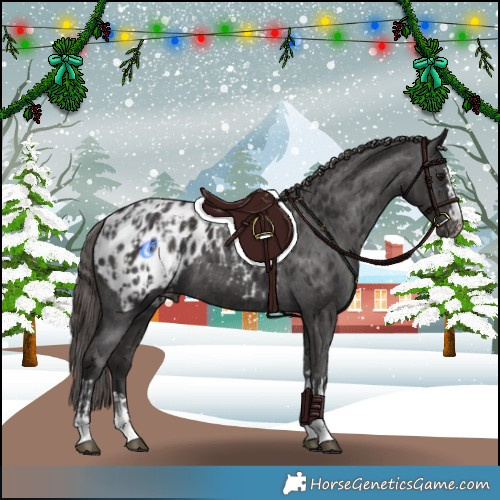 Horse Color:Smoky Black Appaloosa and Smoky Black Appaloosa