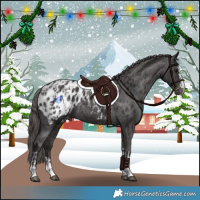 Horse Color:Smoky Black Appaloosa  and Smoky Black Appaloosa 
