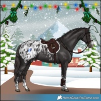 Horse Color:Smoky Black Appaloosa  and Smoky Black Appaloosa 