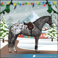 Horse Color:Smoky Black Appaloosa  and Smoky Black Appaloosa 