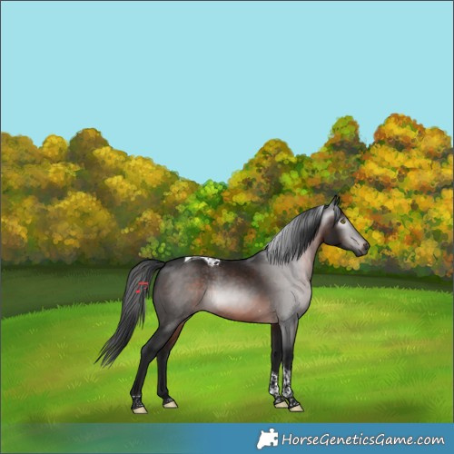 Horse Color:Gray Brown Tobiano 
