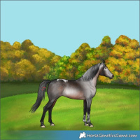 Horse Color:Gray Brown Tobiano