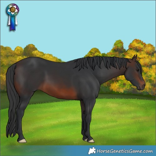 Horse Color:Brown 