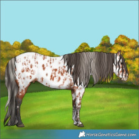 Horse Color:Silver Bay Sabino Near Leopard Rabicano and Bay Sabino Near Fewspot Rabicano
