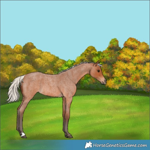 Horse Color:Silver Bay Roan 