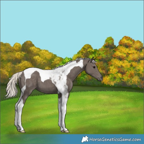 Horse Color:Silver Black Tobiano