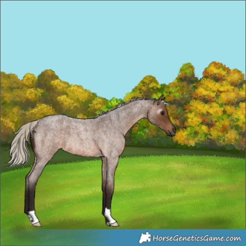 Horse Color:Gray Silver Bay Roan