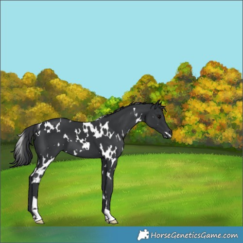 Horse Color:White Spotted Black 