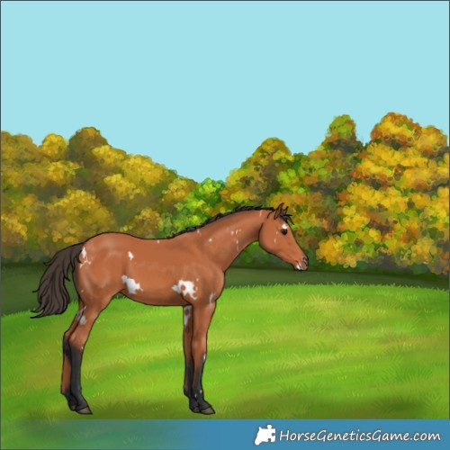 Horse Color:White Spotted Bay