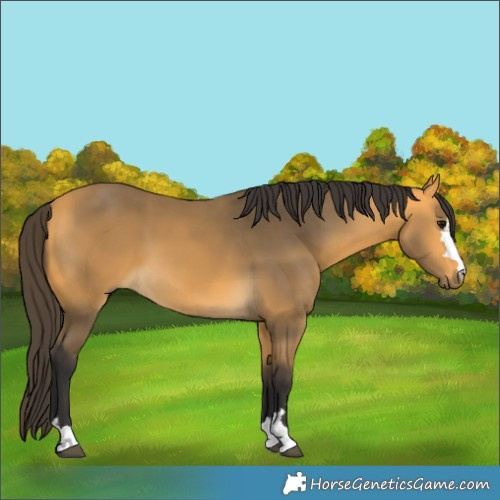 Horse Color:Buckskin