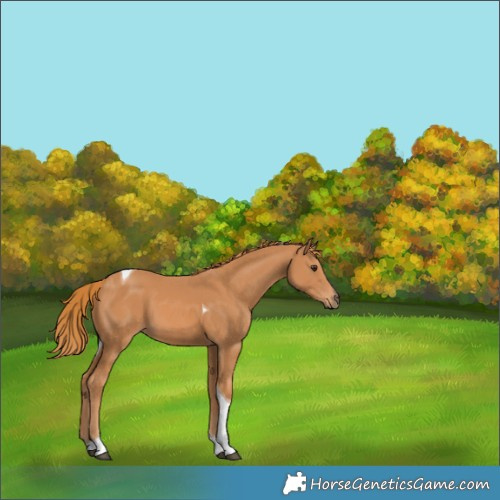 Horse Color:Chestnut Tobiano