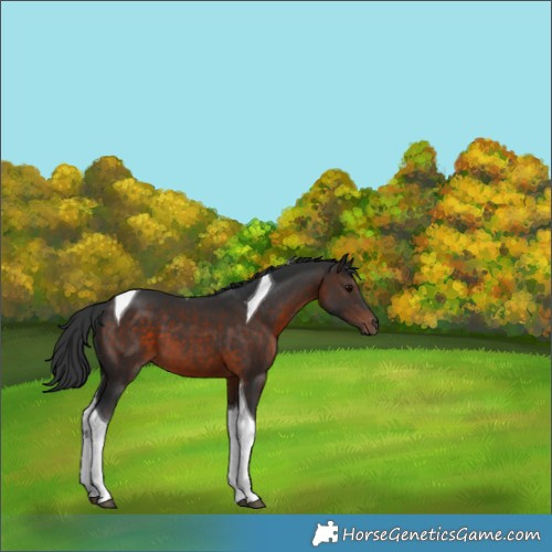 Horse Color:Brown Tobiano