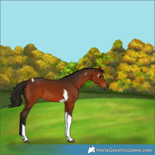 Horse Color:Gray Bay Tobiano