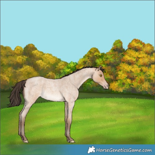 Horse Color:Amber Champagne Roan