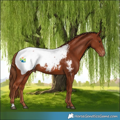 Horse Color:Chestnut Appaloosa 