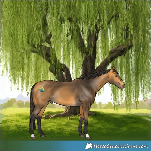 Horse Color:Buckskin 