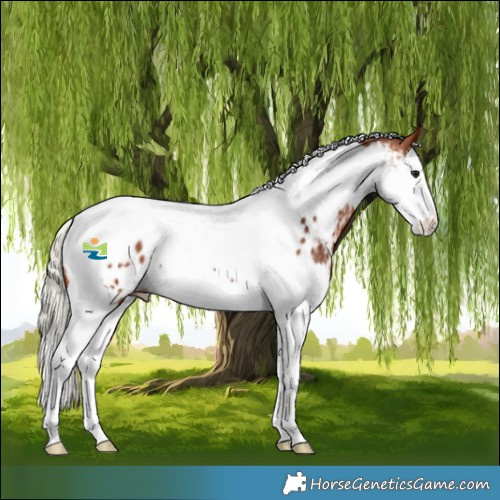 Horse Color:Silver Bay Splash Tobiano Appaloosa 
