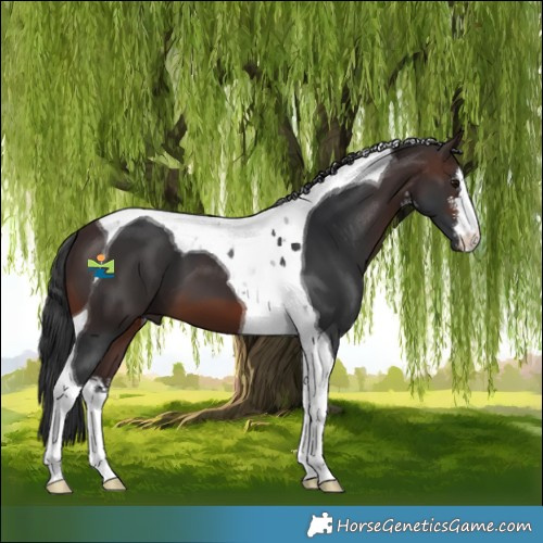 Horse Color:White Spotted Brown Tobiano 
