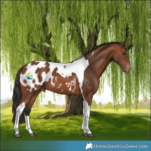 Horse Color:Bay Tobiano Appaloosa 